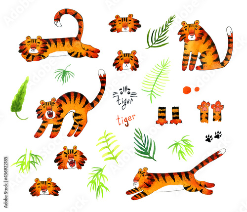 set of watercolor elements - tigers in different poses, tropical leaves, inscriptions, paws and footprints on a white background.