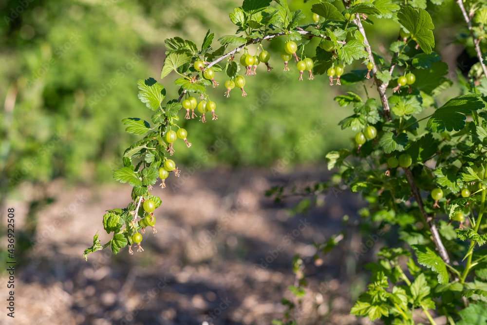 Unripe green gooseberries growing on a branch. Unripe green gooseberries growing on a branch.