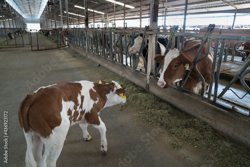 Cattle, cow animal farm. dairy cow industry