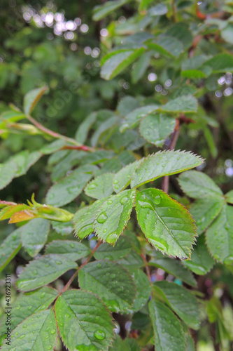 Wallpaper Mural raindrops on the bush Torontodigital.ca