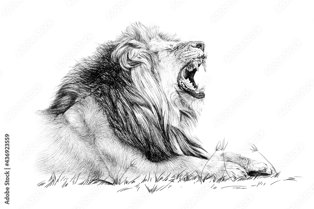 Ταπετσαρία Hand drawn lion roar, sketch graphics monochrome illustration on white backgroun