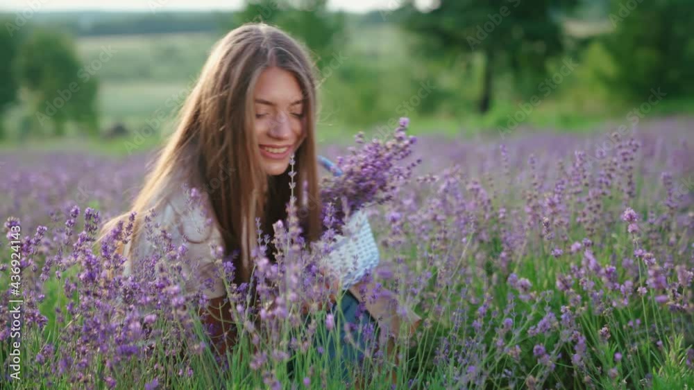 Attractive young smiling woman wearing beige farm outfit collecting lavender meadow in summer. Motion of girl carrying white basket full of flowers, sitting in lavender field. Nature concept. Attractive young smiling woman wearing beige farm outfit collecting lavender meadow in summer. Motion of girl carrying white basket full of flowers, sitting in lavender field. Nature concept.