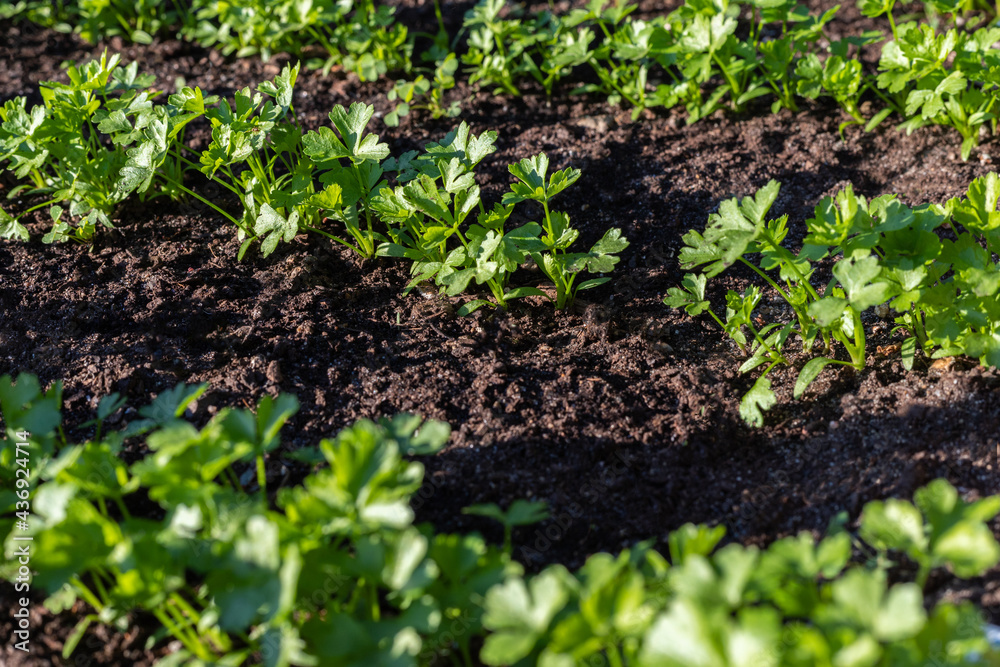 Green fresh parsley grow in garden. Vegetables growing in rows. Green fresh parsley grow in garden. Vegetables growing in rows.