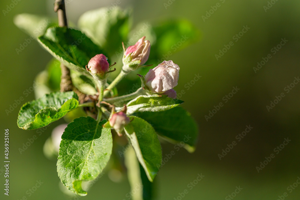 Apple tree flower close-up. Apple orchard in bloom. Beautiful pink and white apple tree flowers. Flowers and buds of apple tree on a blurred background. Malus domestica flower. Apple tree flower close-up. Apple orchard in bloom. Beautiful pink and white apple tree flowers. Flowers and buds of apple tree on a blurred background. Malus domestica flower.