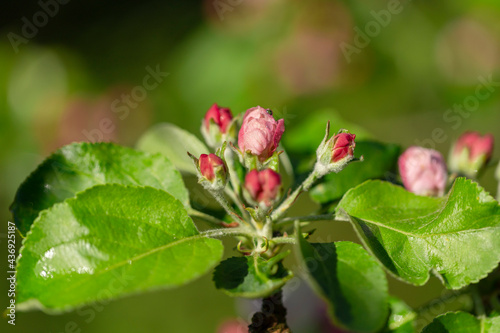 Apple tree flower close-up. Apple orchard in bloom. Beautiful pink and white apple tree flowers. Flowers and buds of apple tree on a blurred background. Malus domestica flower. 