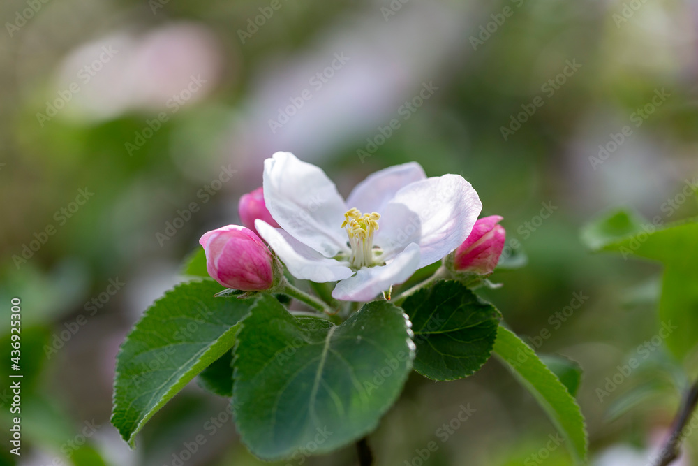 Apple tree flower close-up. Apple orchard in bloom. Beautiful pink and white apple tree flowers. Flowers and buds of apple tree on a blurred background. Malus domestica flower. Apple tree flower close-up. Apple orchard in bloom. Beautiful pink and white apple tree flowers. Flowers and buds of apple tree on a blurred background. Malus domestica flower.