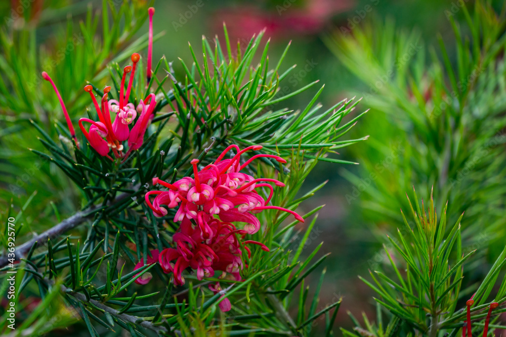 Pink flowers of Grevillea juniperina Canberra Gem and spiny leaves, known as juniper-leaf grevillea or prickly spider-flower. Grevillea 'Canberra Gem' ( juniperina x rosmarinifolia) in Sochi Pink flowers of Grevillea juniperina Canberra Gem and spiny leaves, known as juniper-leaf grevillea or prickly spider-flower. Grevillea 'Canberra Gem' ( juniperina x rosmarinifolia) in Sochi