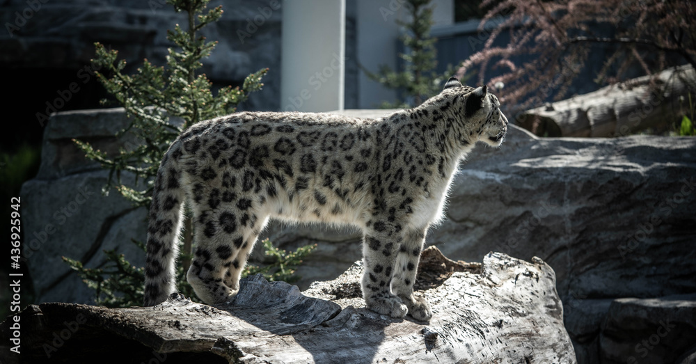 Obraz premium portrait of a noble snow leopard, incredible wildlife