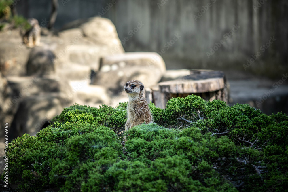 cute little meerkat is on the alert, incredible wildlife