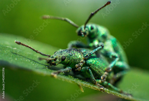 turquoise weevils mate on a leaf, incredible wildlife © Olexandr