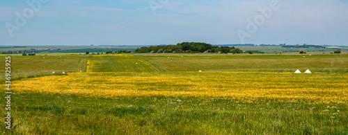 bright yellow buttercups cover the grass runway of an army airfield runway on Salisbury Plain, Wiltshire 