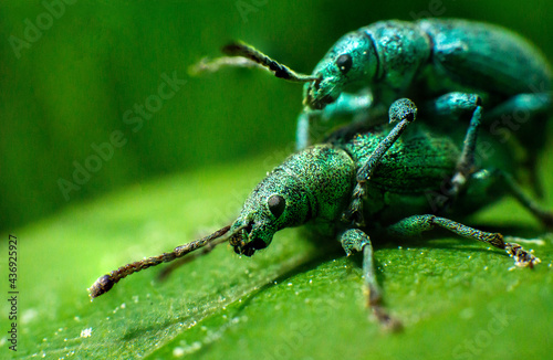 turquoise weevils mate on a leaf, incredible wildlife © Olexandr