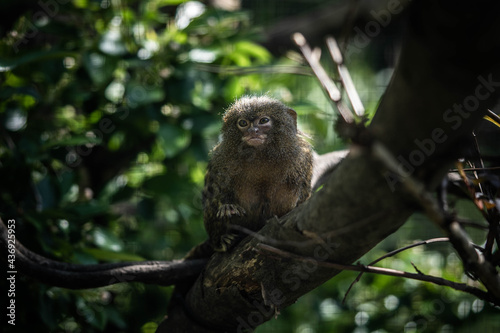 little marmoset monkey sitting on a branch, incredible wildlife