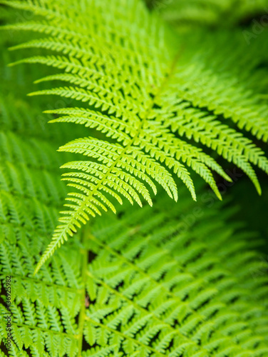 Green foliage background  fern leaves closeup