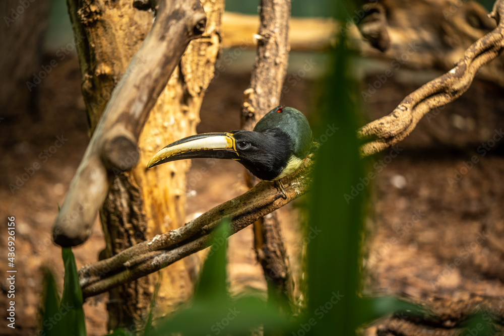 Obraz premium beautiful colorful toucan sitting on a branch, incredible wildlife