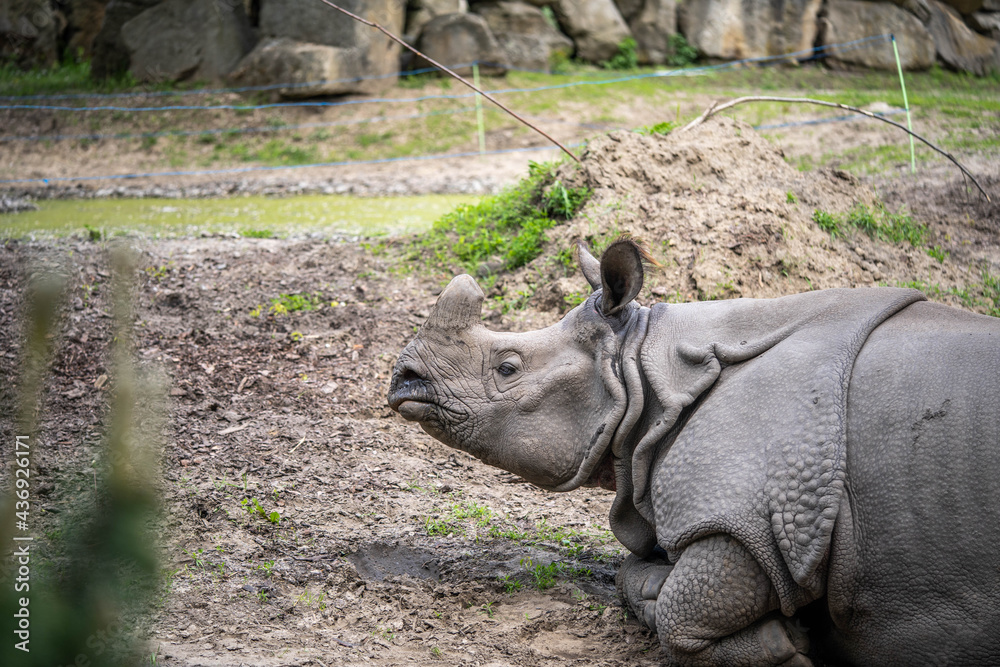 Fototapeta premium portrait of a massive beautiful rhinoceros, incredible wildlife