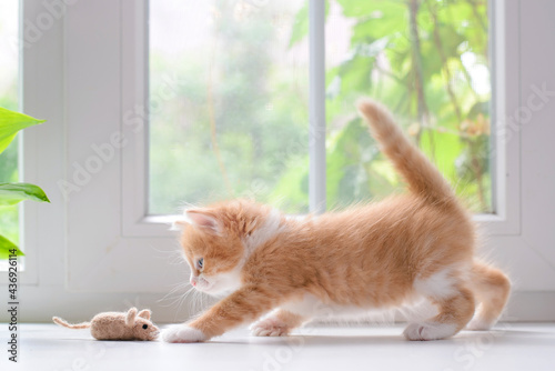 Red kitten playing with a toy mouse
