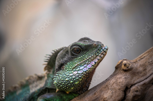 portrait of an incredibly beautiful colorful agama  incredible wildlife