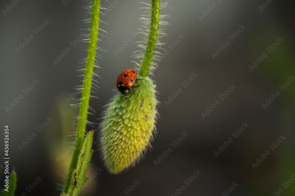 ladybug on a red poppy bud, incredible wildlife ladybug on a red poppy bud, incredible wildlife