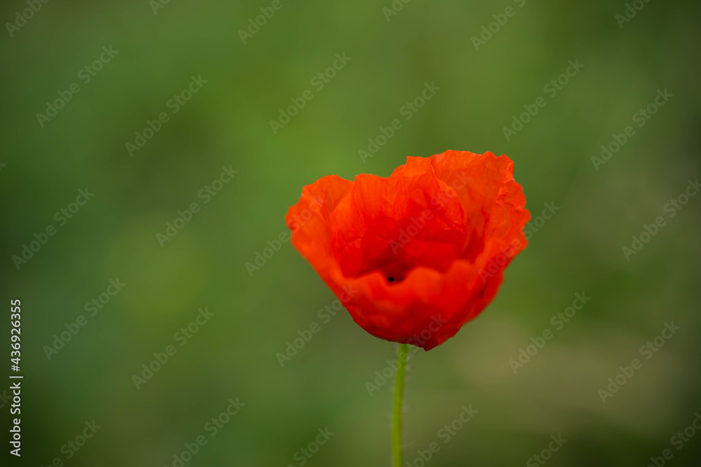 beautiful textured red poppy, blurred background, incredible wildlife beautiful textured red poppy, blurred background, incredible wildlife