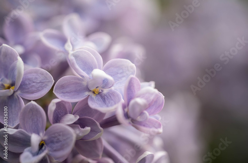 purple lilac blooms in the park, incredible wildlife © Olexandr