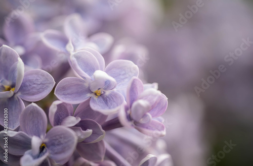 purple lilac blooms in the park, incredible wildlife