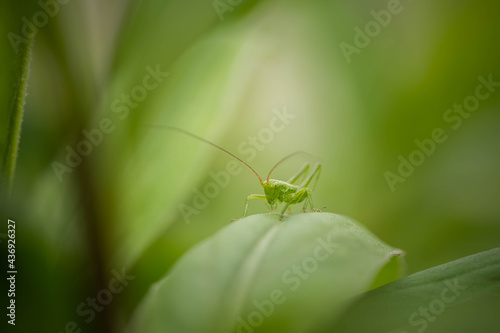 green grasshopper with long antennae on a leaf, incredible wildlife