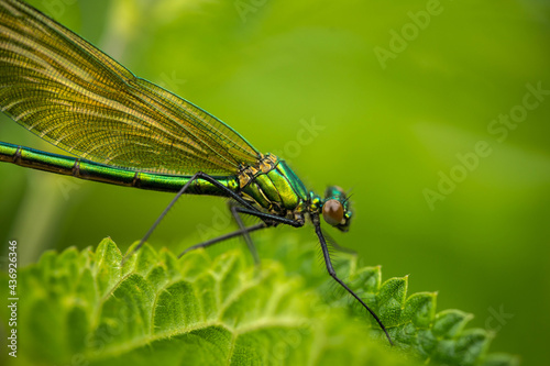 colorful dragonfly on a plant on a summer, incredible wildlife