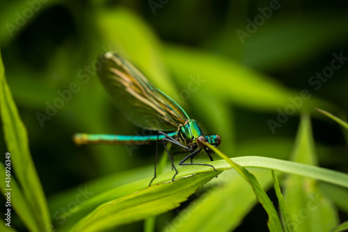 colorful dragonfly on a plant on a summer, incredible wildlife © Olexandr