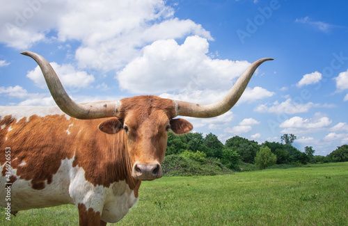 Canvastavla Closeup of Texas Longhorn in the spring pasture