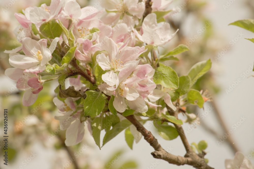 Obraz premium Apfelblüte