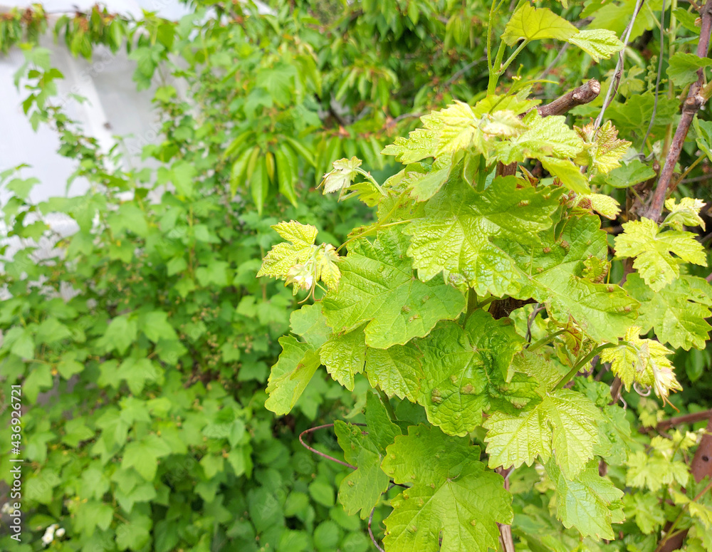 Fototapeta premium grapes grow in the garden. young green twigs and leaves. agriculture, horticulture, plant, spring, vegetation. copyspace.