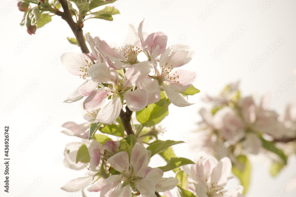 Apfelblüte Apfelblüte