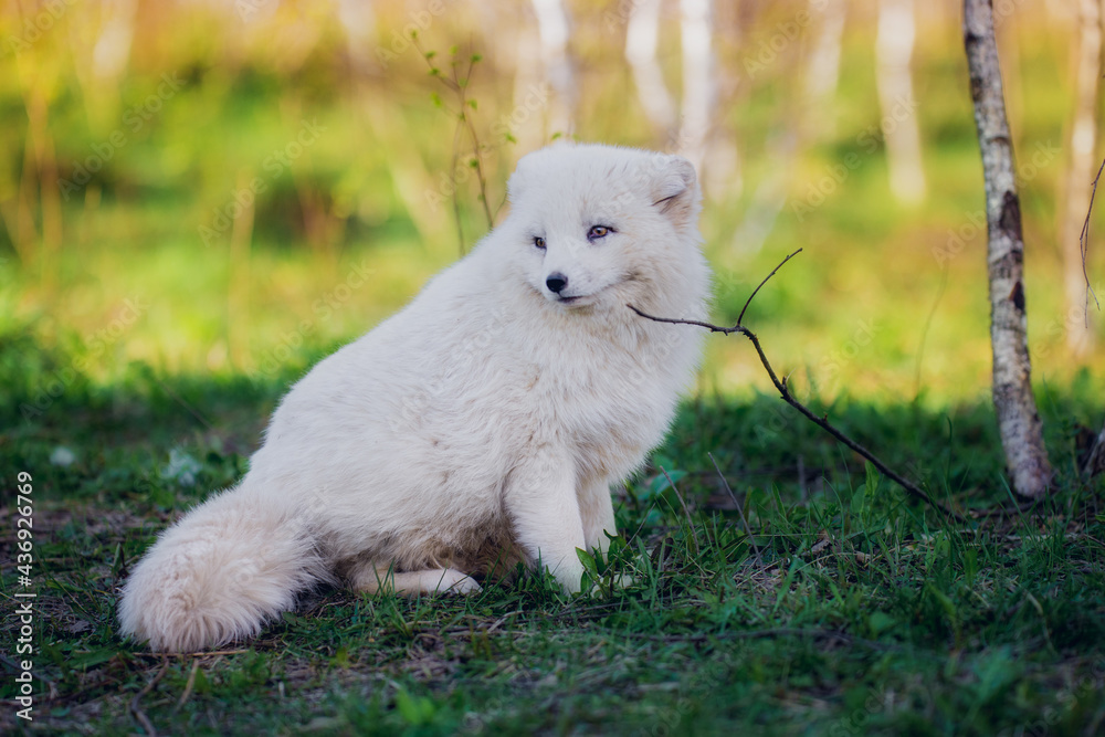 Arctic fox gnaws a stick in early summer Arctic fox gnaws a stick in early summer