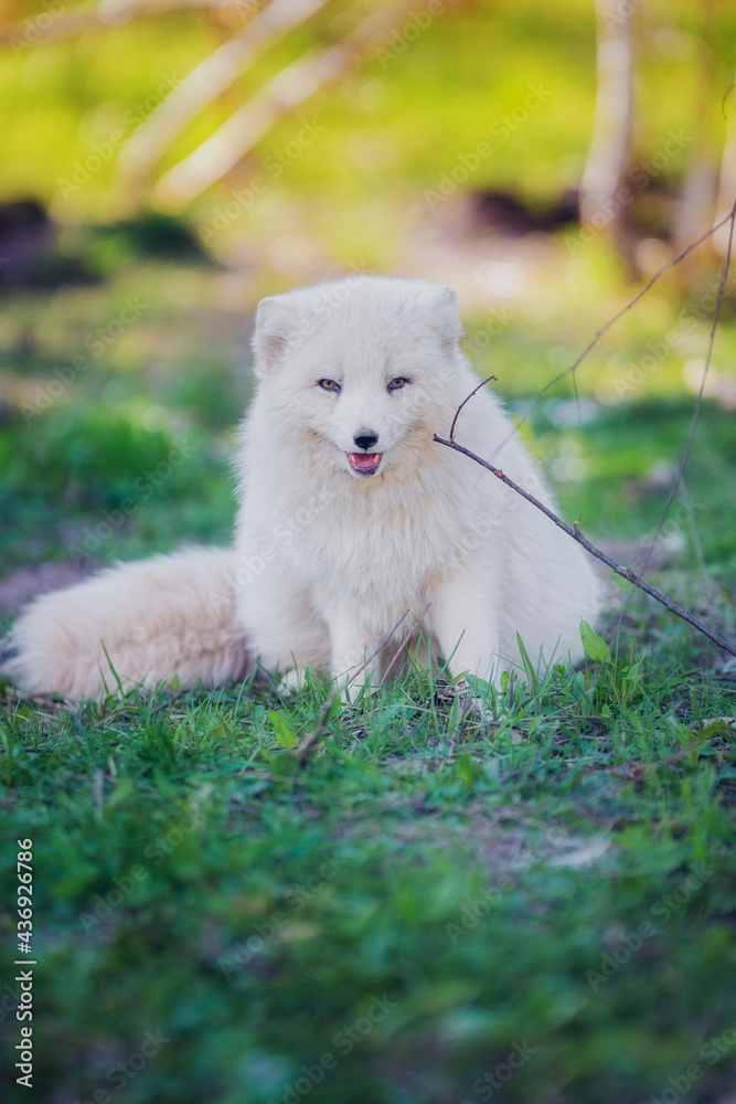 Fototapeta premium Arctic fox gnaws a stick in early summer