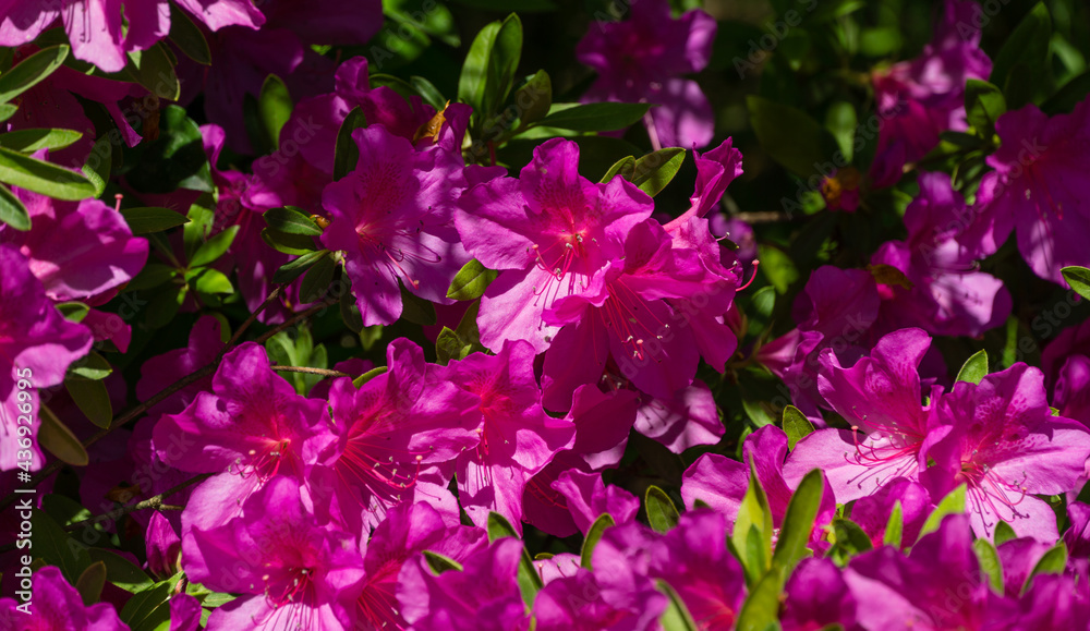 Bright pink Rhododendron Azalea close-up. Luxury colorful inflorescences of rhododendron in spring Arboretum Park Southern Cultures in Sirius (Adler). Nature wallpaper, copy space Bright pink Rhododendron Azalea close-up. Luxury colorful inflorescences of rhododendron in spring Arboretum Park Southern Cultures in Sirius (Adler). Nature wallpaper, copy space