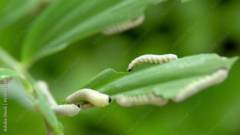 Several caterpillars eat the green leaf of the plant. Shooting closeup, the world of insects. Plant pests 4k Several caterpillars eat the green leaf of the plant. Shooting closeup, the world of insects. Plant pests 4k