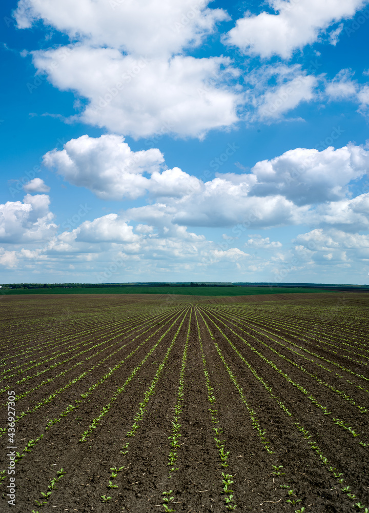 Rows of sugar beet sprouts on a cultivated agricultural field and cloudly sky