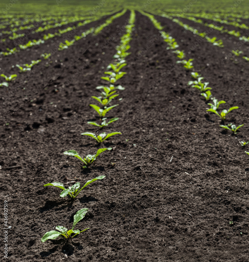 young shoots of sugar beet young shoots of sugar beet