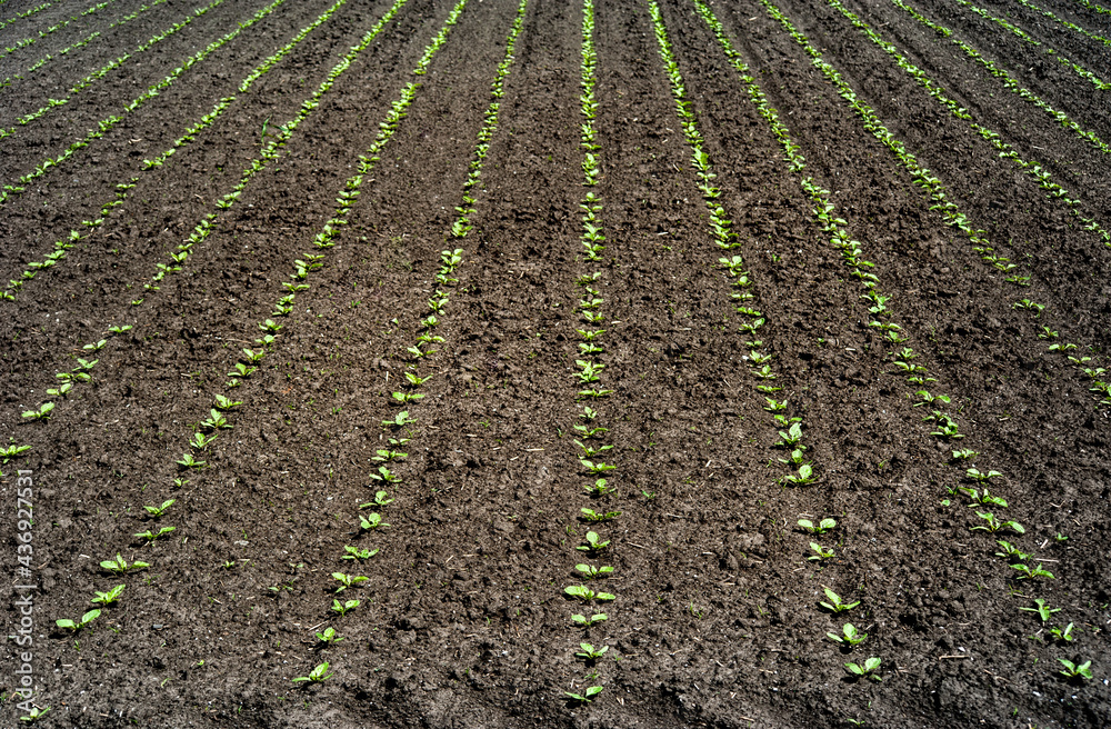 rows of sprouts of sugar beet leaves in the field