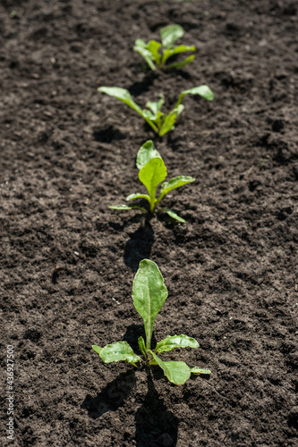 top view of a row of sugar beet sprouts