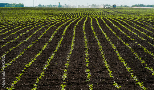 rows of sprouts of sugar beet leaves in the field