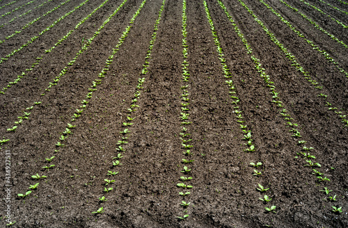 rows of sprouts of sugar beet leaves in the field