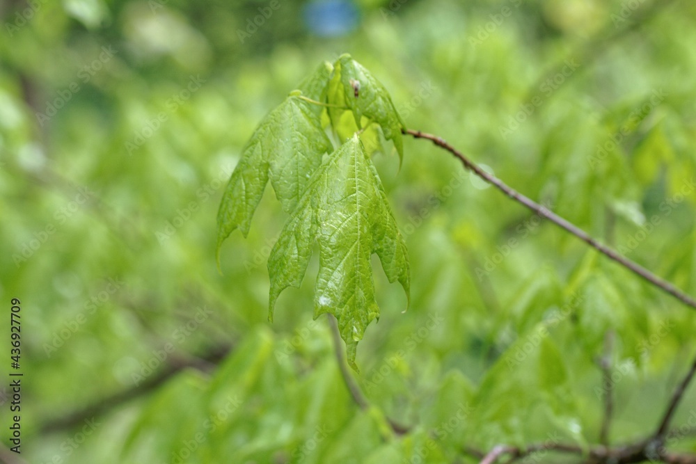 Spring shoots of a sugar maple, Acer saccharum Spring shoots of a sugar maple, Acer saccharum