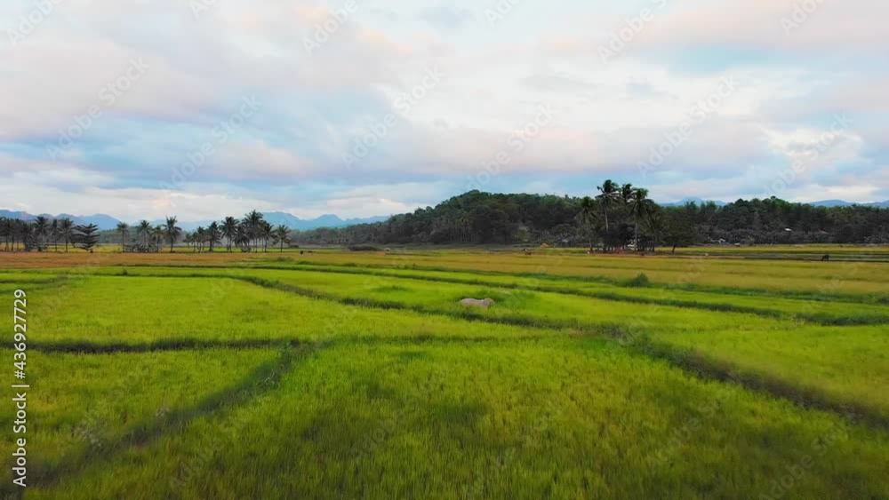 Aerial, cloudy sundown over green rice arable land in the Philippines Aerial, cloudy sundown over green rice arable land in the Philippines