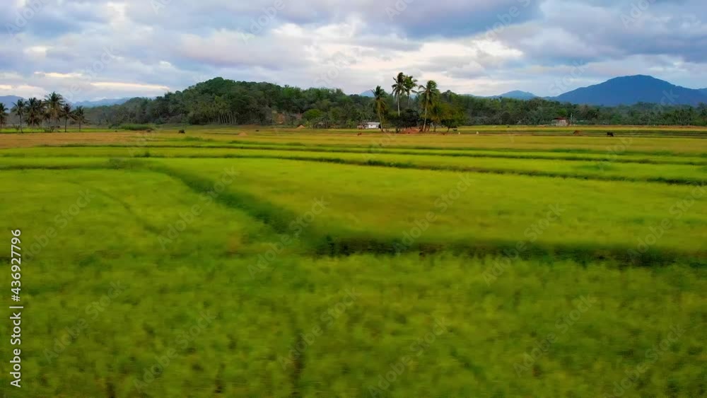 Aerial, cloudy sundown over green rice arable land in the Philippines