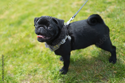 Adorable black puppy pug dog portrait. He is wearing a harness and lead. He is outside on grass looking at the camera.