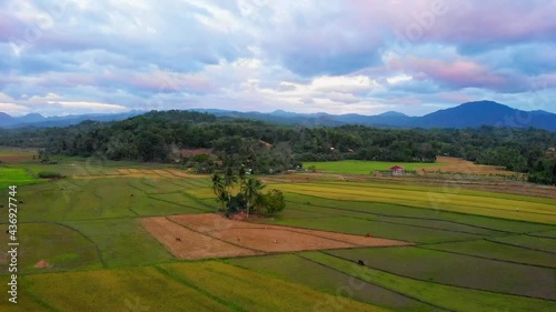 Aerial, cloudy sundown over green rice arable land in the Philippines	 photo