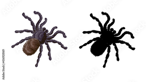 Stock vector illustration. Set of two spiders - a spider in a cartoon style and its black silhouette isolated on a white background.