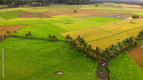 Aerial, cloudy sundown over green rice arable land in the Philippines	 photo